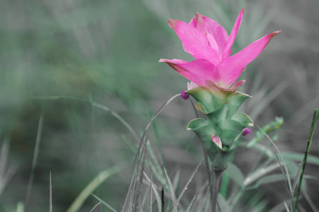 Curcuma sessilis is a herbaceous plant. White inflorescences emerge from the tip of the stem.の写真素材