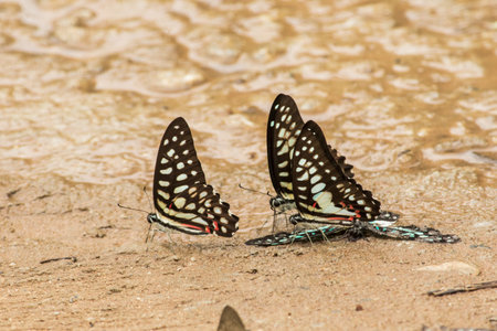 The Tailed Jay. This butterfly does not cling to the center of its wings very often. The upper wings are dark brown, almost black. There are green stripes and spots all over both pairs of wings.の写真素材