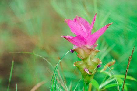 Curcuma sessilis is a herbaceous plant. White inflorescences emerge from the tip of the stem.の写真素材