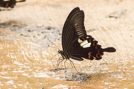 Papilio helenus helenus Red Helen feeds in moist, shady areas.の写真素材