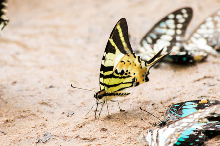 Graphium antiphates nebulosus feeds in wet areas near water.の写真素材