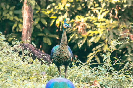 Peacocks walk around looking for food in the meadows. Peacocks are large pheasant-type birds.
