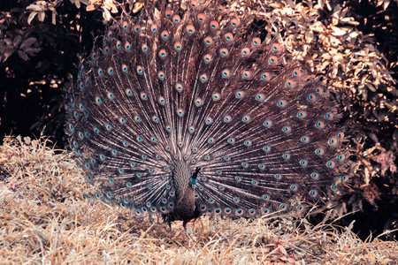 Peacock spreads its tail and dances,
The peacock spreads its tail and is considered unique to the male peacock. To get the attention of the female peacockの写真素材