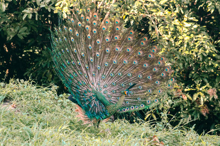 Peacock spreads its tail and dances,
The peacock spreads its tail and is considered unique to the male peacock. To get the attention of the female peacockの写真素材
