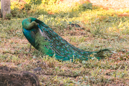 Peacock walks to find food in the grass.の写真素材