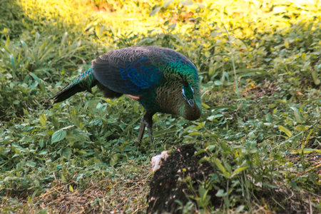 Peacock walks to find food in the grass.の写真素材