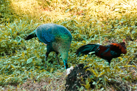 Red Junglefowl and Peacock in the grassの写真素材