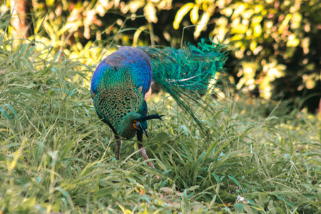 Peacock walks to find food in the grass.の写真素材