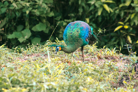 Peacock walking in the grassの写真素材