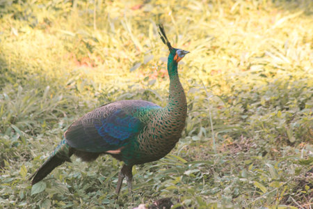 Peacock walks to find food in the grass.の写真素材