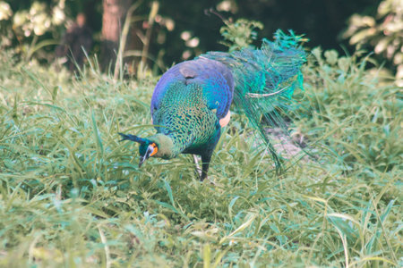 Peacock walking in the grassの写真素材