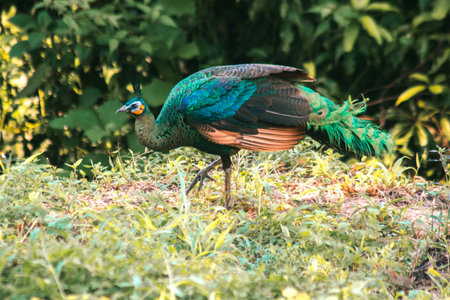 Peacock walking in the grass