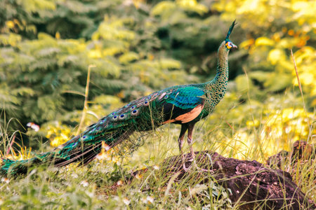 Peacocks walk around looking for food in the meadows. Peacocks are large pheasant-type birds.の写真素材