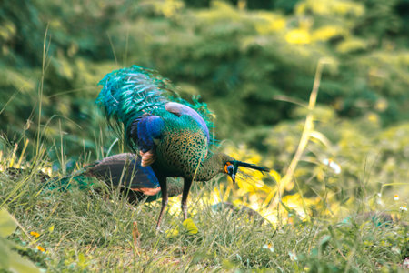 Peacock walking in the grassの写真素材