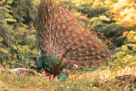 Peacock spreads its tail and dances,
The peacock spreads its tail and is considered unique to the male peacock. To get the attention of the female peacockの写真素材