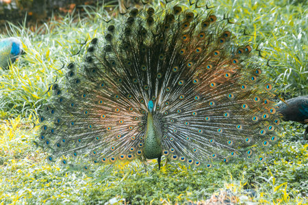 Peacock spreads its tail and dances,の写真素材