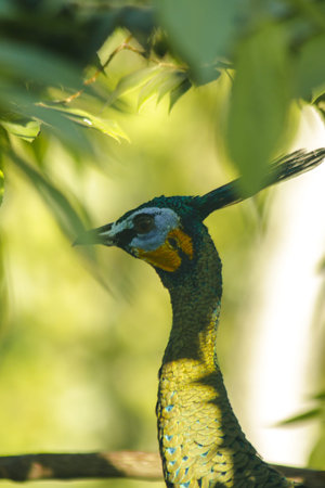 Peacock standing on the treeの写真素材