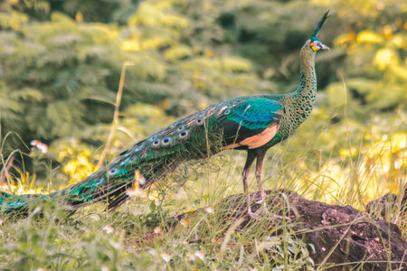 Peacock standing on a rockの写真素材