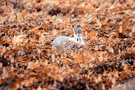 Small gray rabbit nesting in the grass, rabbit in the grassの写真素材