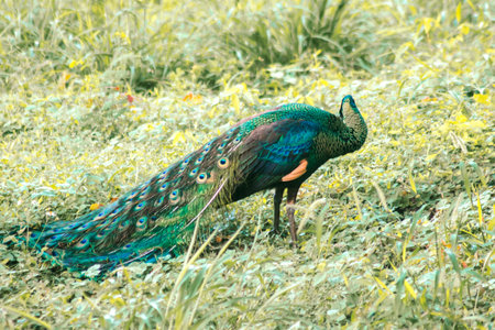 Peacock walking in the grassの写真素材