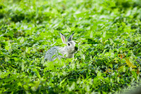 Small gray rabbit nesting in the grass, rabbit in the grass