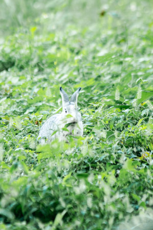 Small gray rabbit nesting in the grass, rabbit in the grassの写真素材