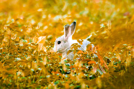 rabbit in the grassの写真素材