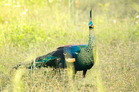 Peacock walking in the grassの写真素材
