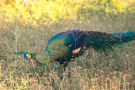 Peacock walking in the grass