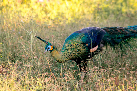Peacock walking in the grassの写真素材