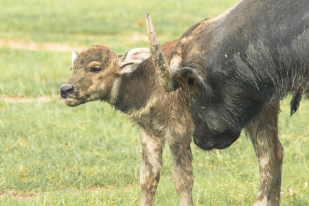 A baby buffalo is walking and eating grass in the field.の写真素材