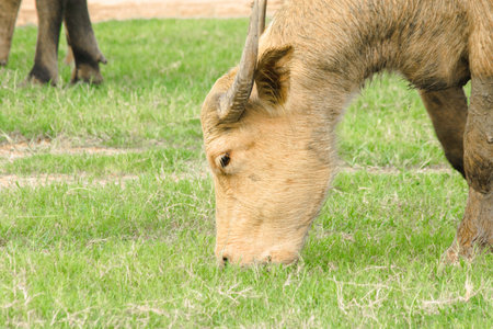 A white buffalo is walking and eating grass in the field.の写真素材