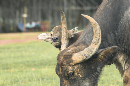 Buffalo is walking and eating grass in the field.の写真素材