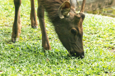 Wild deer eating grassの写真素材