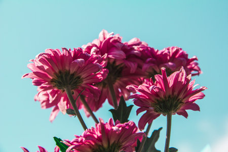 Pink blooming'Field of pink flowers to welcome winterの写真素材