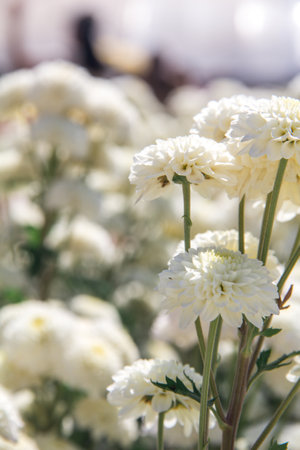 Chrysanthemum, formerly Dendranthemum White blooming 'Field of white flowers to welcome winterの写真素材