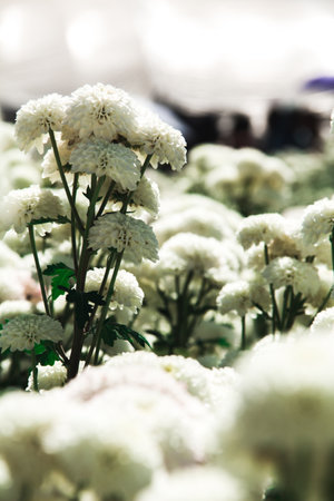 Chrysanthemum, formerly Dendranthemum White blooming'Field of white flowersの写真素材