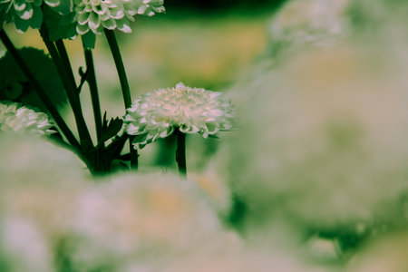 Chrysanthemum, formerly Dendranthemum White blooming 'Field of white flowers to welcome winterの写真素材