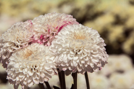 Chrysanthemum, formerly Dendranthemum White bloomingの写真素材