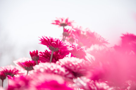 Chrysanthemum, formerly Dendranthemum pink blooming'Red fields of flowers to welcome winterの写真素材