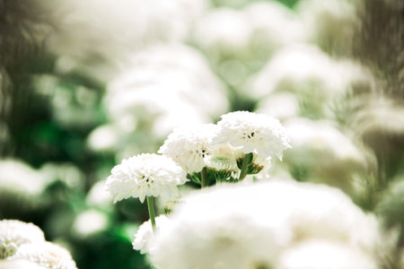 Chrysanthemum, formerly Dendranthemum white blooming'white fields of flowers to welcome winter