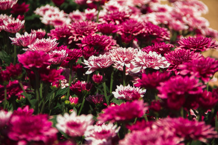 Chrysanthemum, formerly Dendranthemum pink blooming'Red fields of flowers to welcome winter