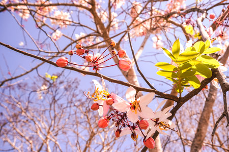 Cassia bakeriana Craib ,Wishing Tree , Pink Cassia .
The flowers start out pink and turn white as they fade.の写真素材