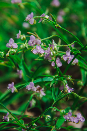 Tiny purple wildflowers bloom on the forest floor.の写真素材