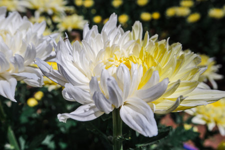 Chrysanthemum, formerly Dendranthemum White blooming'Field of white flowers to welcome winterの写真素材