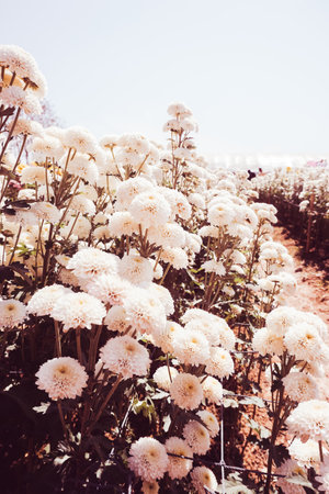 Chrysanthemum, formerly Dendranthemum White blooming'Field of white flowers to welcome winterの写真素材