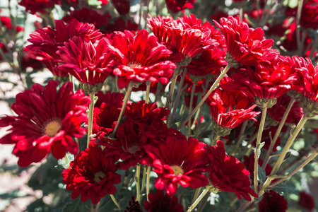 Chrysanthemum, formerly Dendranthemum Red blooming'Red fields of flowers to welcome winterの写真素材