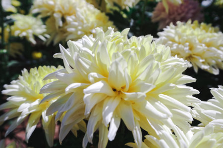 Chrysanthemum, formerly Dendranthemum Yellow blooming'Yellow fields of flowers to welcome winterの写真素材
