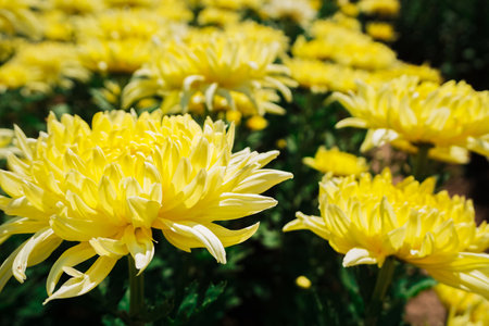 Chrysanthemum, formerly Dendranthemum Yellow bloomingの写真素材