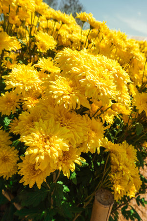 Chrysanthemum, formerly Dendranthemum Yellow blooming 'Yellow fields of flowers to welcome winter